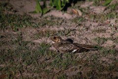 DPPhotography - Pantanal - Common pauraque - A