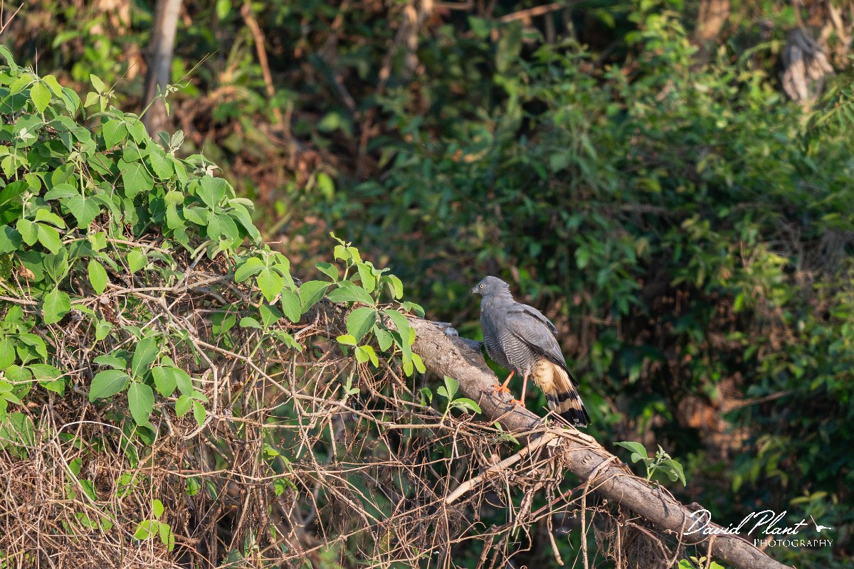 DPPhotography - Pantanal - Crane hawk - A.jpg - Crane hawk - Rio Piquiri, Pantanal, Brazil