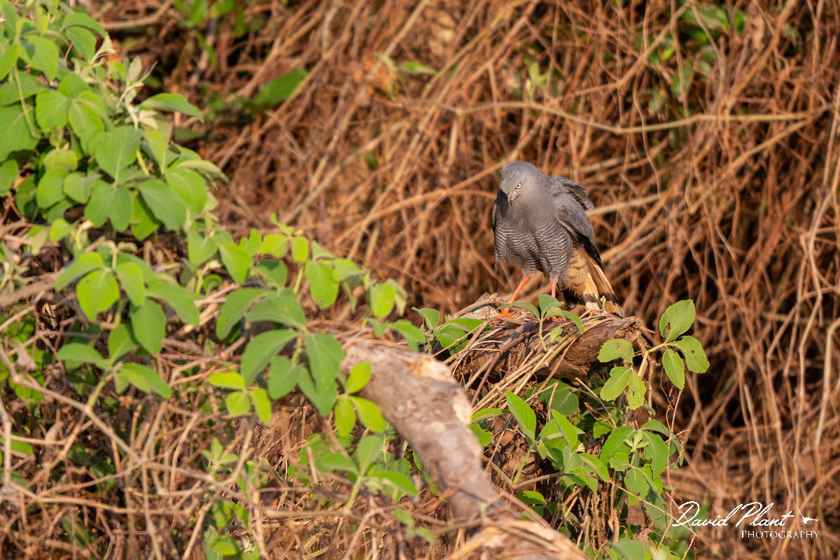 DPPhotography - Pantanal - Crane hawk - B.jpg - Crane hawk - Rio Piquiri, Pantanal, Brazil