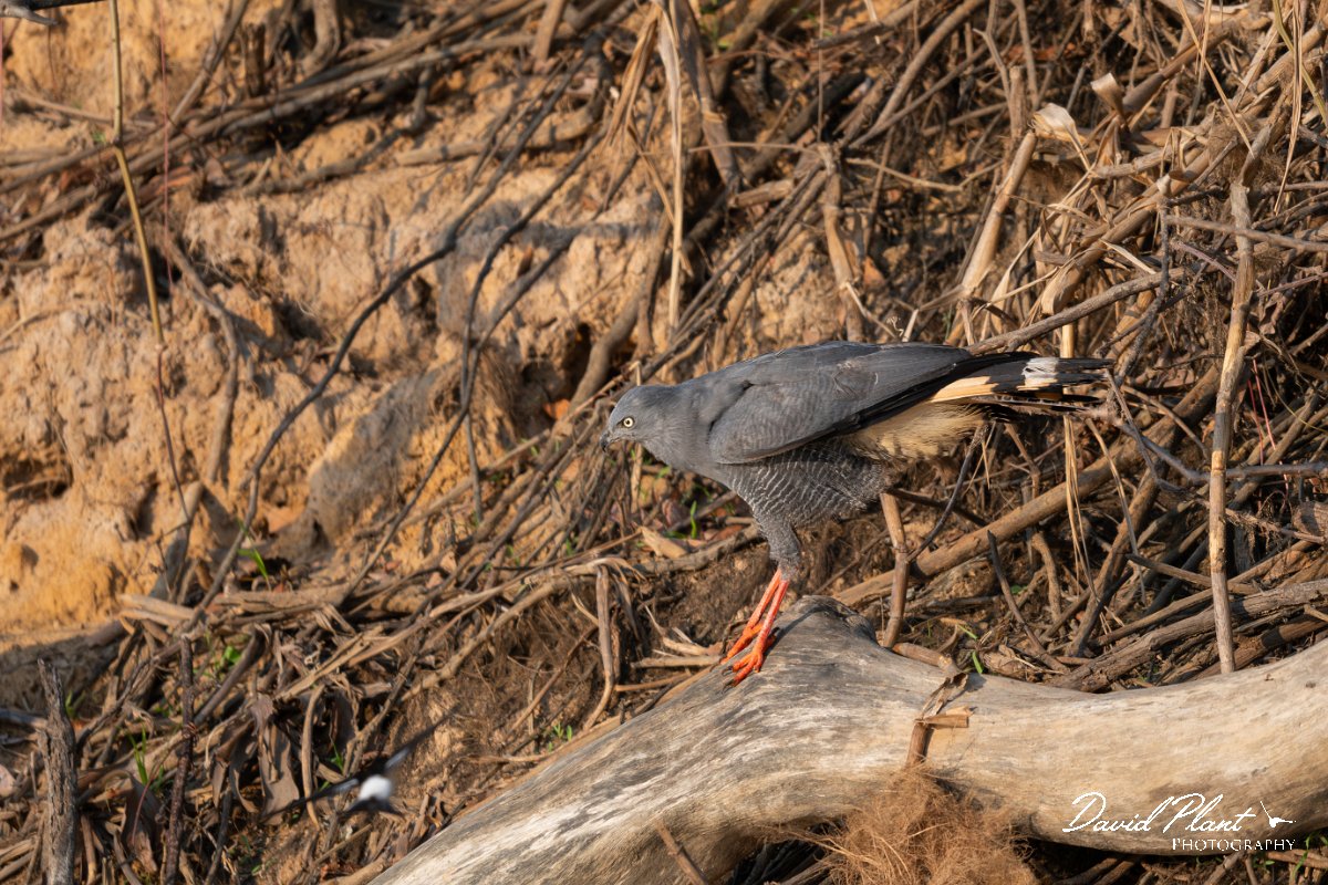 DPPhotography - Pantanal - Crane hawk - D.jpg - Crane hawk - Rio Piquiri, Pantanal, Brazil