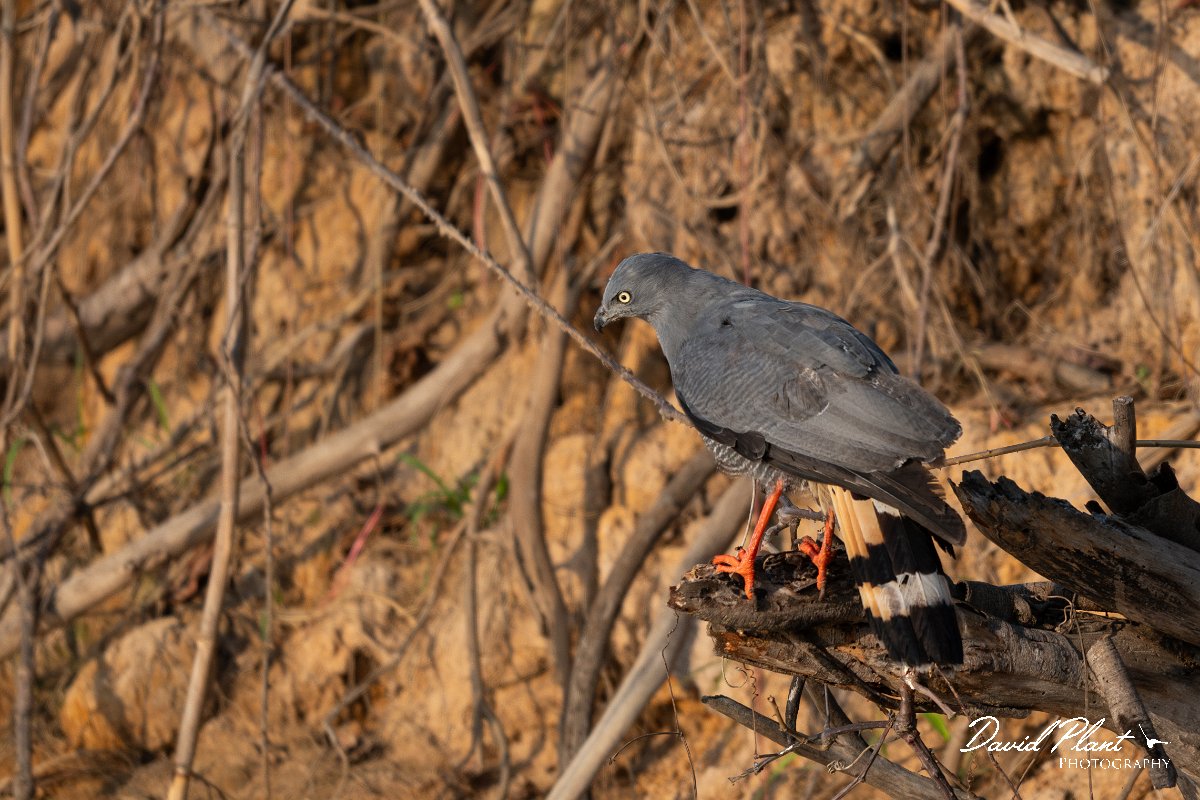 DPPhotography - Pantanal - Crane hawk - E.jpg - Crane hawk - Rio Piquiri, Pantanal, Brazil