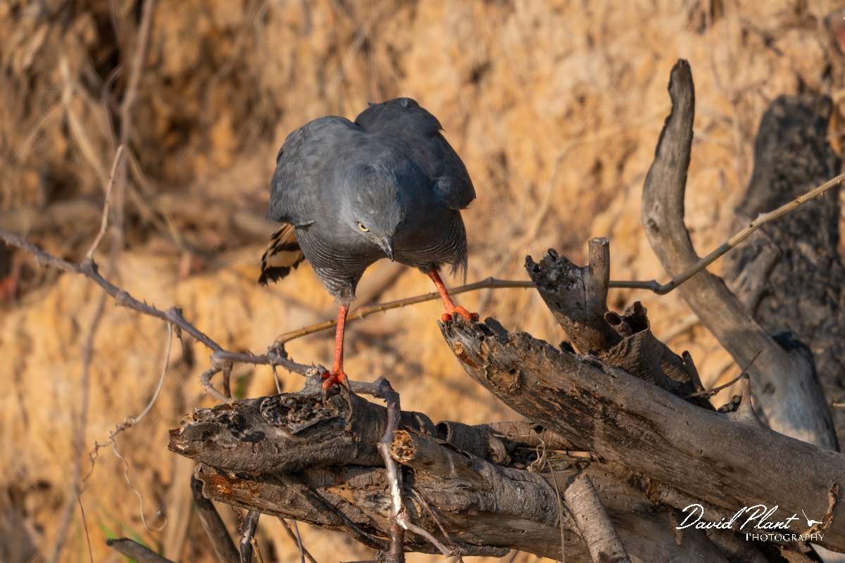 DPPhotography - Pantanal - Crane hawk - F.jpg - Crane hawk - Rio Piquiri, Pantanal, Brazil