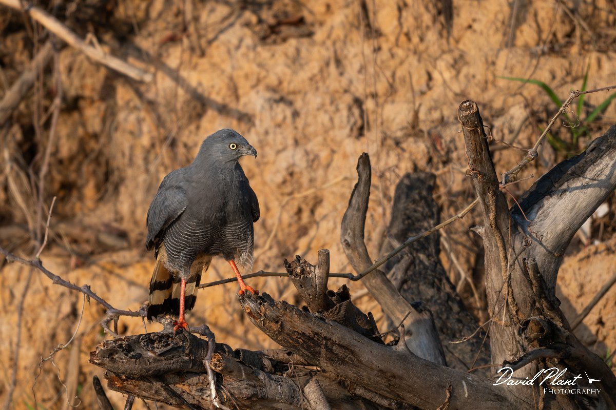DPPhotography - Pantanal - Crane hawk - G.jpg - Crane hawk - Rio Piquiri, Pantanal, Brazil