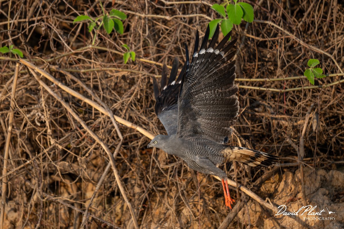 DPPhotography - Pantanal - Crane hawk - I.jpg - Crane hawk - Rio Piquiri, Pantanal, Brazil