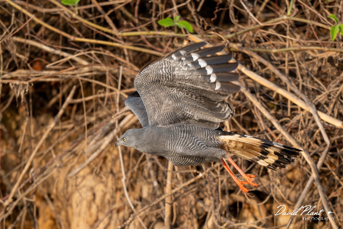 DPPhotography - Pantanal - Crane hawk - J.jpg - Crane hawk - Rio Piquiri, Pantanal, Brazil