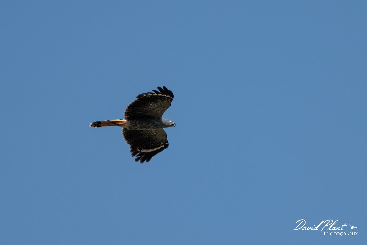 DPPhotography - Pantanal - Crane hawk - M.jpg - Crane hawk - Rio Piquiri, Pantanal, Brazil