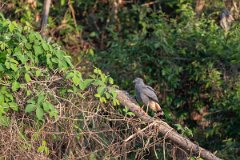 DPPhotography - Pantanal - Crane hawk - A