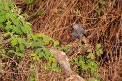 DPPhotography - Pantanal - Crane hawk - B