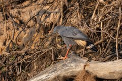 DPPhotography - Pantanal - Crane hawk - C