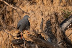 DPPhotography - Pantanal - Crane hawk - G
