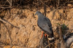 DPPhotography - Pantanal - Crane hawk - H