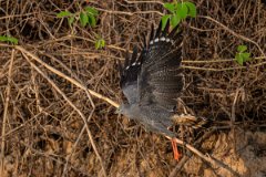 DPPhotography - Pantanal - Crane hawk - I