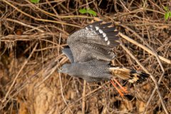 DPPhotography - Pantanal - Crane hawk - J