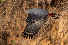 DPPhotography - Pantanal - Crane hawk - K