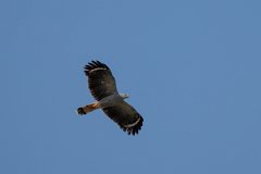 DPPhotography - Pantanal - Crane hawk - L