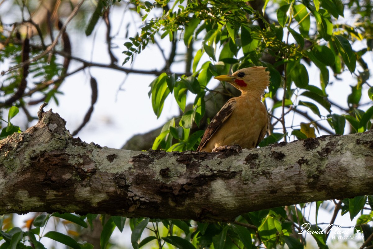 DPPhotography - Pantanal - Cream-coloured woodpecker - A.jpg - Cream-coloured woodpecker - Pantanal, Brazil