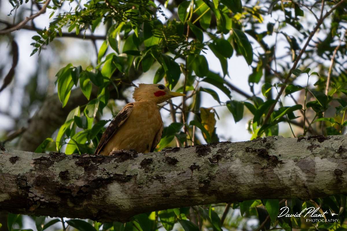 DPPhotography - Pantanal - Cream-coloured woodpecker - B.jpg - Cream-coloured woodpecker - Pantanal, Brazil