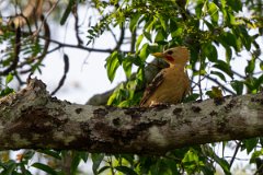 DPPhotography - Pantanal - Cream-coloured woodpecker - A