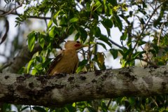 DPPhotography - Pantanal - Cream-coloured woodpecker - B