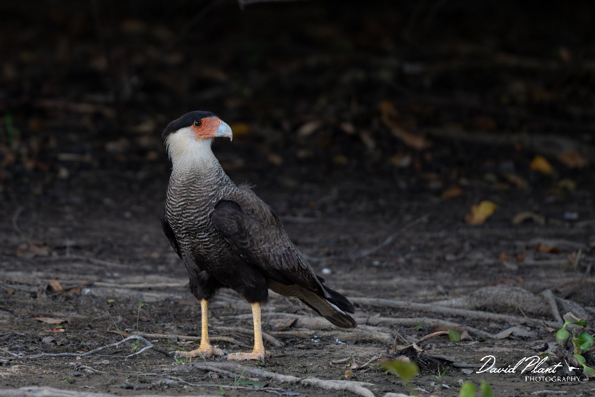 DPPhotography - Pantanal - Crested caracara - B.jpg - Crested caracara - Rio Sararé, Pantanal, Brazil
