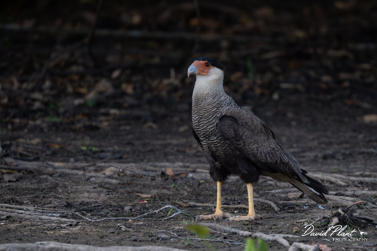 DPPhotography - Pantanal - Crested caracara - C.jpg - Crested caracara - Rio Sararé, Pantanal, Brazil
