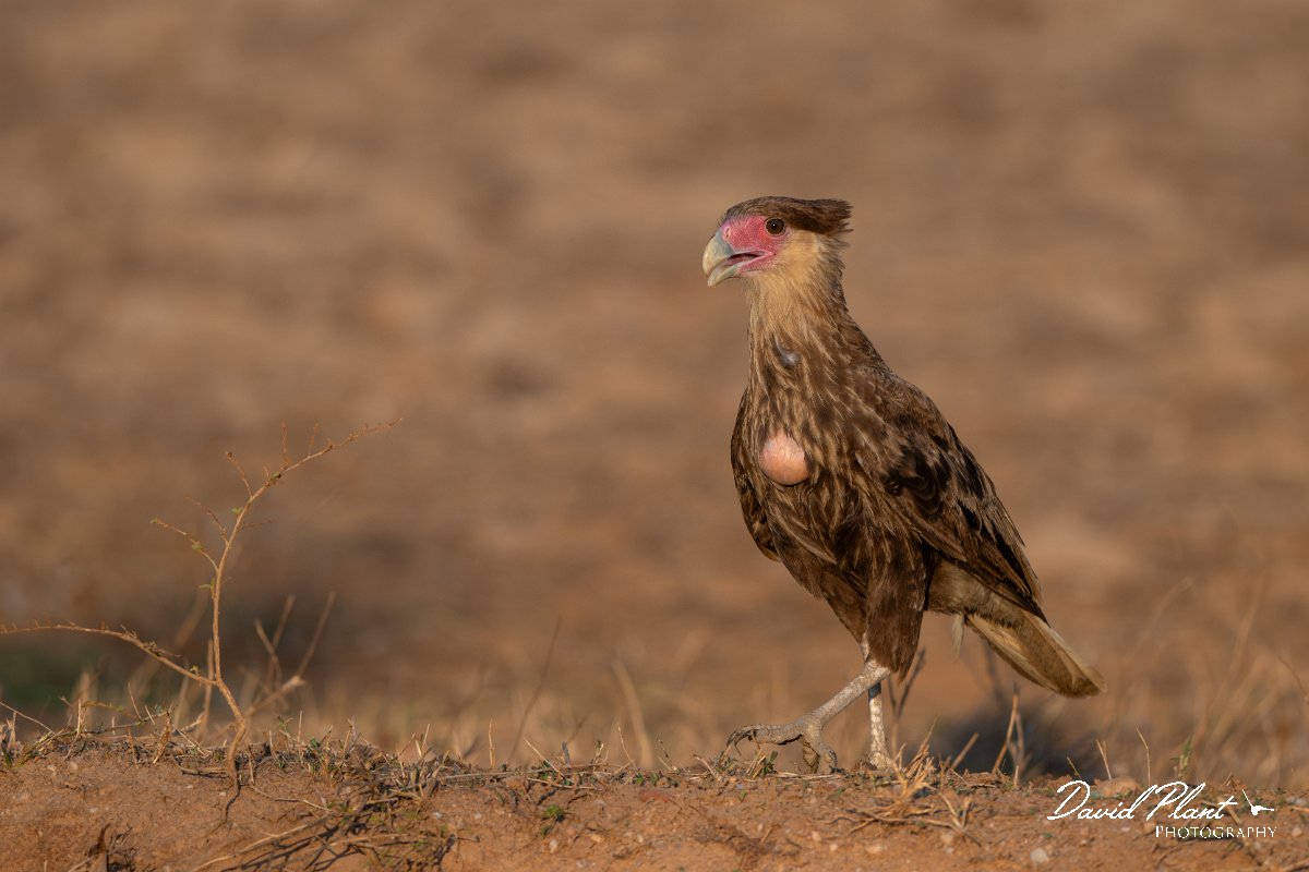 DPPhotography - Pantanal - Crested caracara - D.jpg - Crested caracara - Pantanal, Brazil