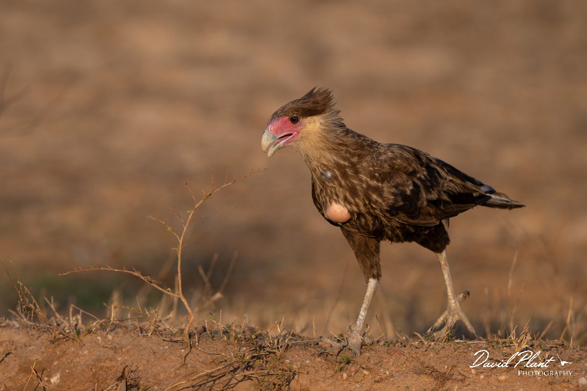 DPPhotography - Pantanal - Crested caracara - E.jpg - Crested caracara - Pantanal, Brazil
