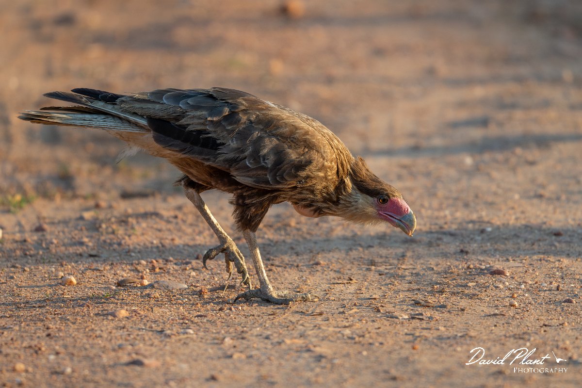 DPPhotography - Pantanal - Crested caracara - F.jpg - Crested caracara - Pantanal, Brazil