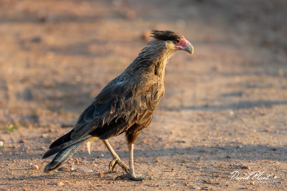 DPPhotography - Pantanal - Crested caracara - G.jpg - Crested caracara - Pantanal, Brazil