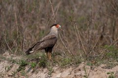 DPPhotography - Pantanal - Crested caracara - A