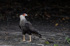 DPPhotography - Pantanal - Crested caracara - B