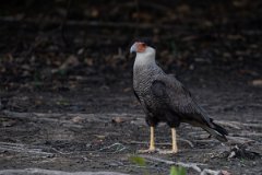 DPPhotography - Pantanal - Crested caracara - C