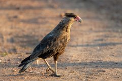DPPhotography - Pantanal - Crested caracara - G