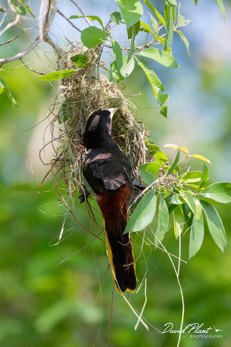 DPPhotography - Pantanal - Crested oropendola - D.jpg - Crested oropendola -  Pantanal, Brazil