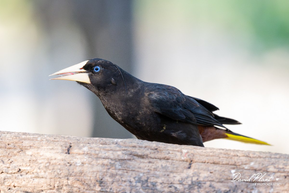 DPPhotography - Pantanal - Crested oropendola - H.jpg - Crested oropendola -  Pantanal, Brazil