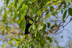 DPPhotography - Pantanal - Crested oropendola - B