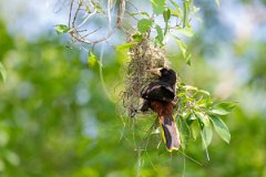 DPPhotography - Pantanal - Crested oropendola - C