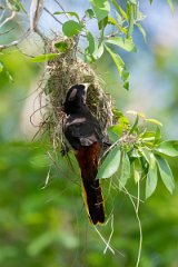 DPPhotography - Pantanal - Crested oropendola - D