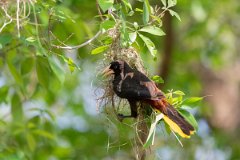 DPPhotography - Pantanal - Crested oropendola - E