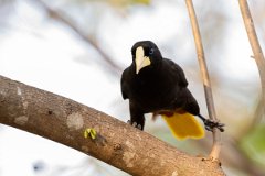DPPhotography - Pantanal - Crested oropendola - F