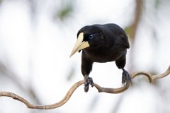 DPPhotography - Pantanal - Crested oropendola - G