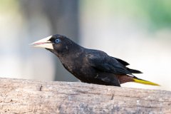 DPPhotography - Pantanal - Crested oropendola - H