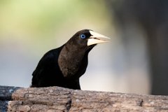 DPPhotography - Pantanal - Crested oropendola - I