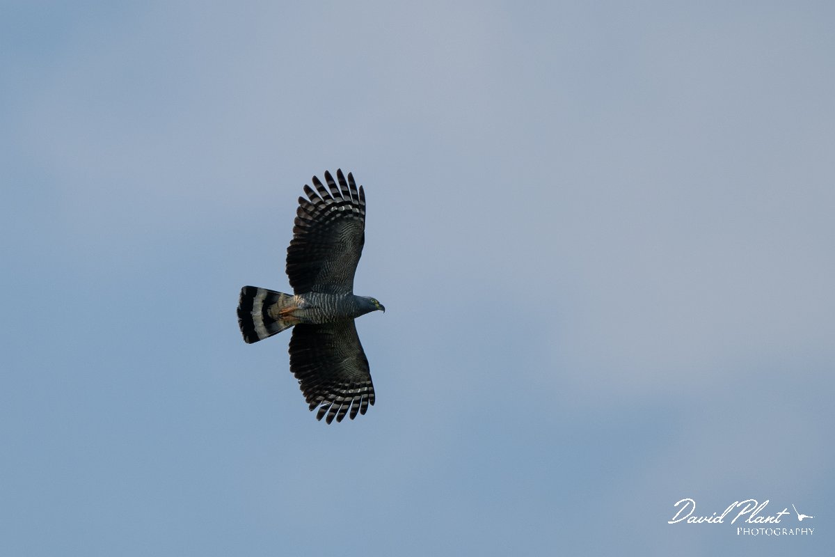 DPPhotography - Pantanal - Double-toothed kite - B.jpg - Double-toothed kite -  Pantanal, Brazil
