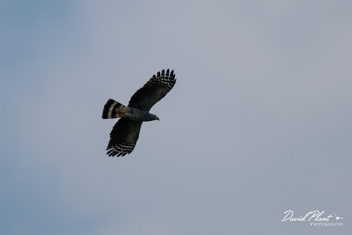 DPPhotography - Pantanal - Double-toothed kite - C.jpg - Double-toothed kite -  Pantanal, Brazil