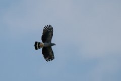DPPhotography - Pantanal - Double-toothed kite - B