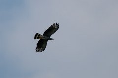 DPPhotography - Pantanal - Double-toothed kite - C