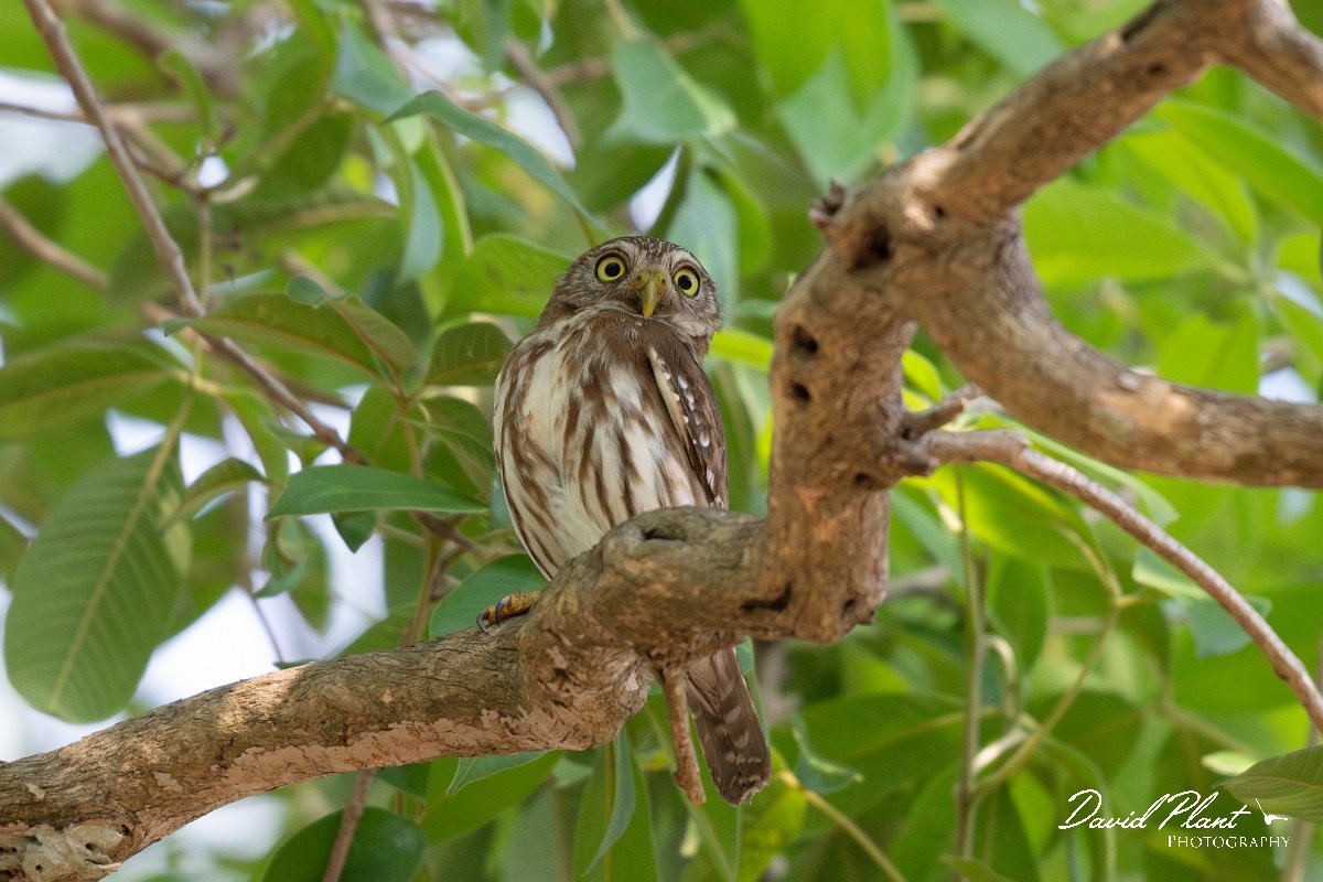 DPPhotography - Pantanal - Ferruginous pygmy owl - A.jpg - Ferruginous pygmy owl -  Pantanal, Brazil