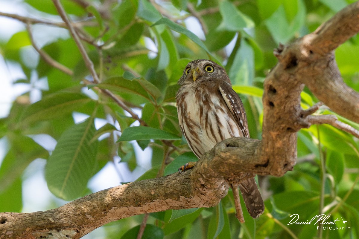 DPPhotography - Pantanal - Ferruginous pygmy owl - C.jpg - Ferruginous pygmy owl -  Pantanal, Brazil