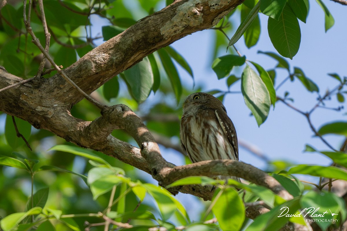 DPPhotography - Pantanal - Ferruginous pygmy owl - D.jpg - Ferruginous pygmy owl -  Pantanal, Brazil